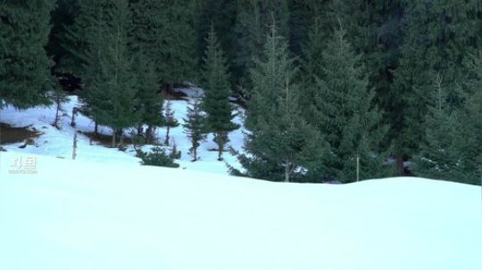 我在斗鱼看野食小哥直播美食