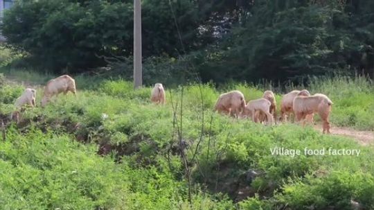 【印度六爷】--今天做吮指原味鸡 吮指原味