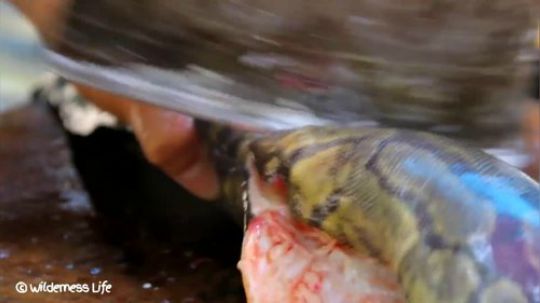 【荒野美食】蛇皮怪河道被抓直接被切段炖汤喝！