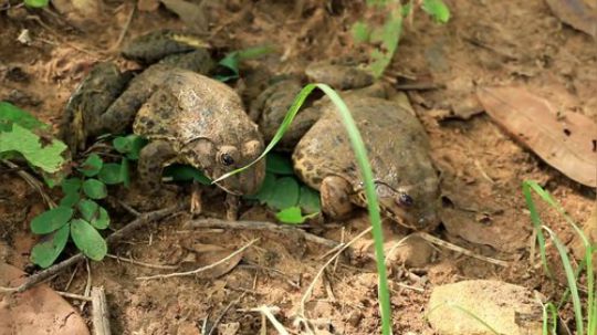 【讲究哥】快乐的池塘里面有只小青蛙！那也烤来吃讲究