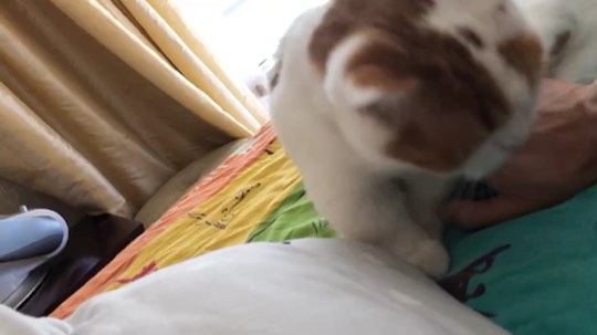 叫醒我的是爱吗 是责任吗
