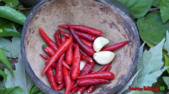 【荒野戏精】~两个小戏精~难得的分享一只鸡~