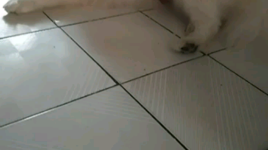 好看的小可爱