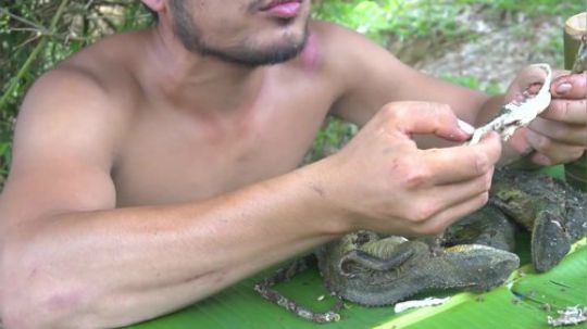 【吃到吐系列】眯眯眼的吃播——火蜥蜴