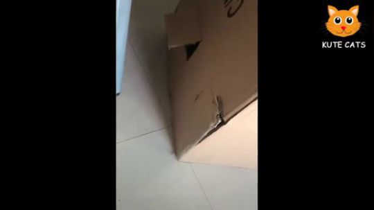 可爱萌猫狗子搞笑集锦