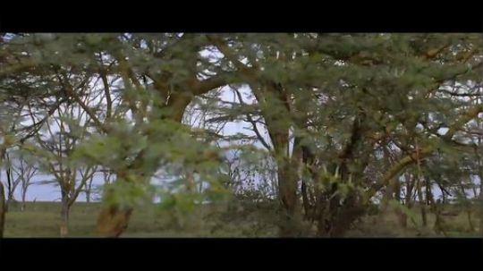 老外电影级画面肯尼亚，太美了！求个赞！