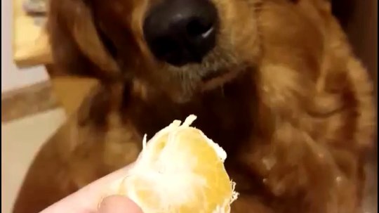 注意看我家金毛的嘴角