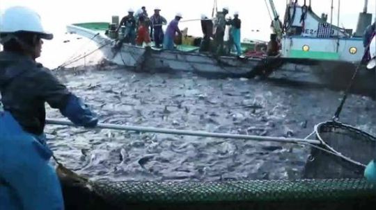 日本人海上捕鱼大场面