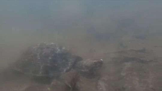 【荒野基友】原始技术：狩猎晚餐 - 以原始风格捕食和烹饪乌龟