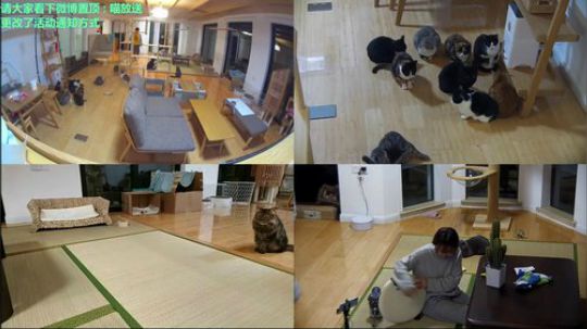 我在斗鱼看喵放送直播户外