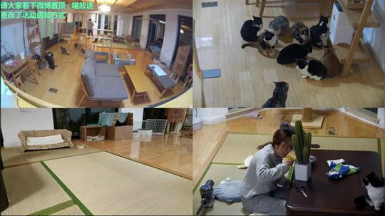 我在斗鱼看喵放送直播户外