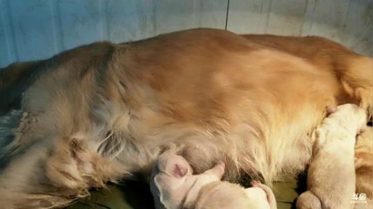 HHHISHHH发布了一个斗鱼视频2018-11-19