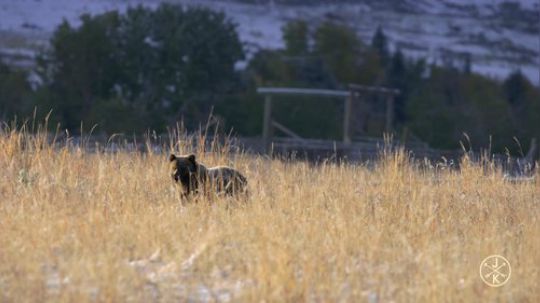 【看不够的美景】之美国黄石国家地质公园