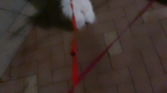 好冷啊！ 遛完狗回来播 等等我我