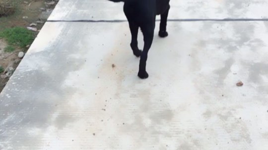 遛狗子
