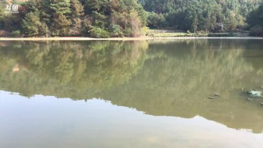 护法惊丶发布了一个斗鱼视频2018-11-24