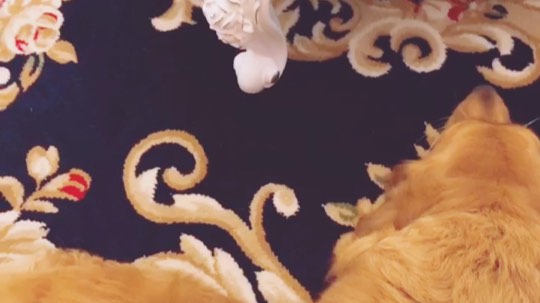 狗狗真的是人类的好朋友，永远不离不弃