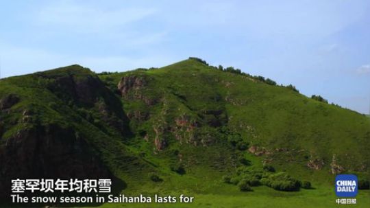 两代人花55年在塞罕坝建成