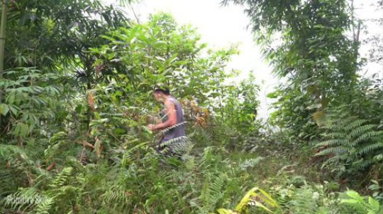 【原始技能】采集种子和根茎