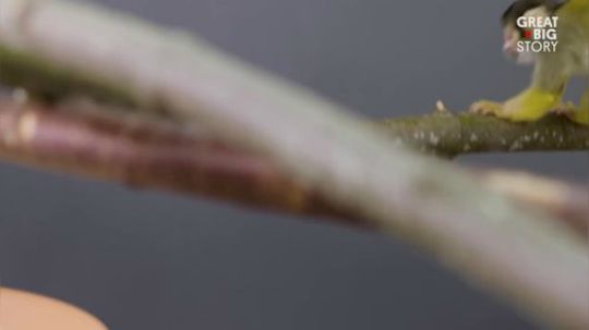 【短片集锦】请不要让它们在自然界消失3