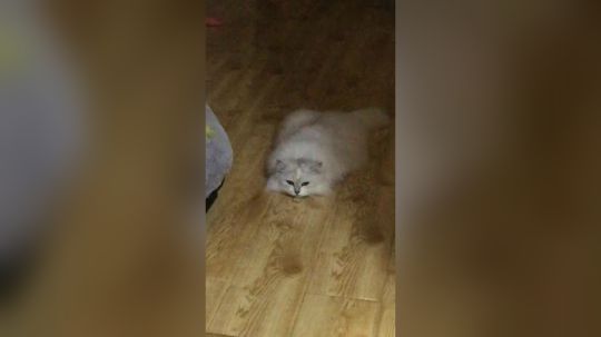 猫饼