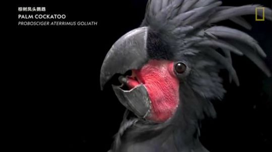 【短片集锦】请不要让它们在自然界消失1