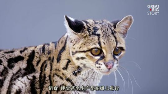 【短片集锦】请不要让它们在自然界消失2