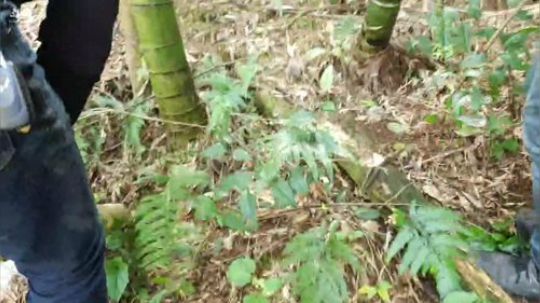 上午挖竹笋，下午科普鼠。 2018-11-29 10点场