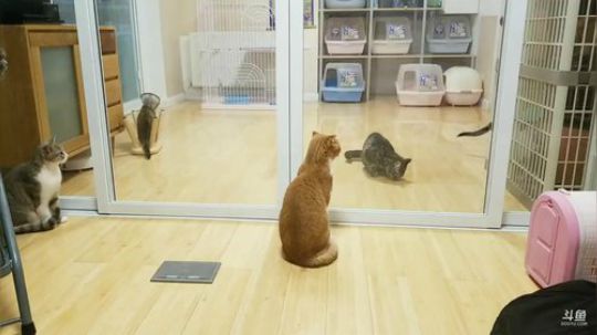 我在斗鱼看猫粮战士直播户外