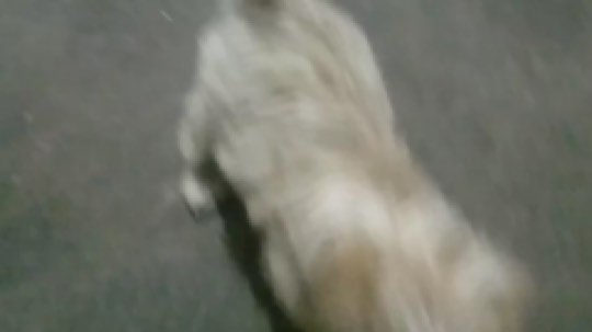 狗狗大作战，上