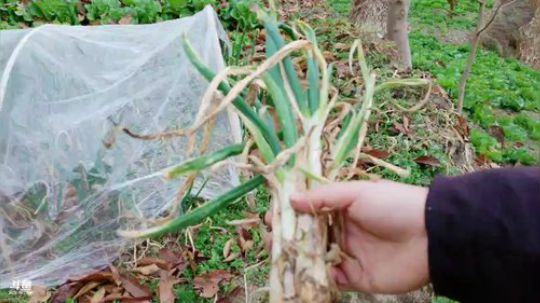 高山人家，乡民的晚餐(≧ω≦)/ 2018-12-04 15点场