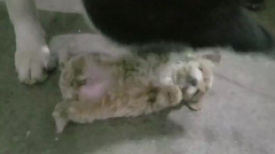狗狗大作战，下
