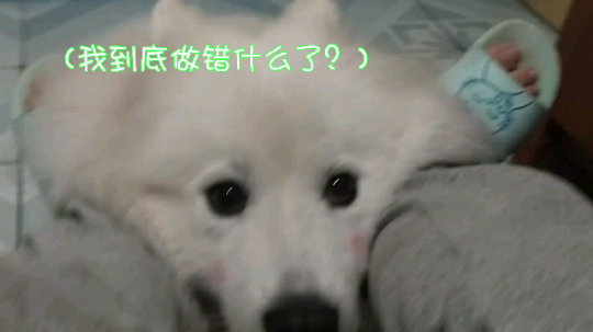狗狗学唱歌。