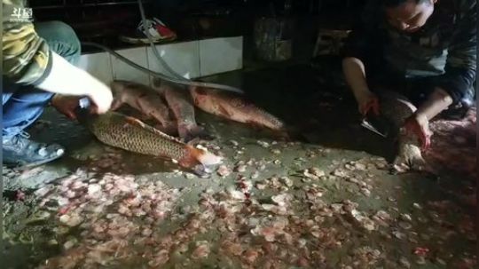 杀鱼做腊鱼。 2018-12-04 23点场