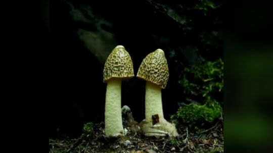 老铁给个赞再走