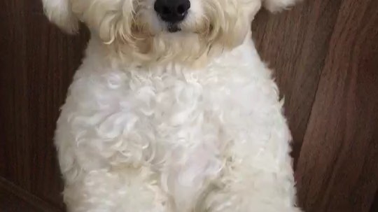 熊玩意，乱尿