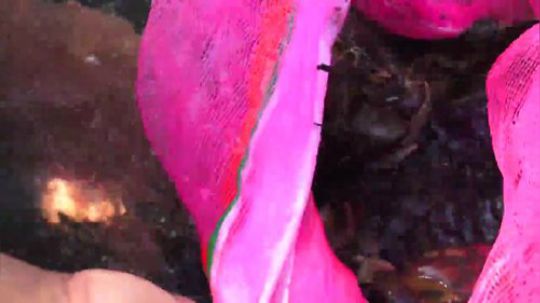 【荒野虫哥】~用脚趾抓螃蟹~虫哥越来越牛掰啦~