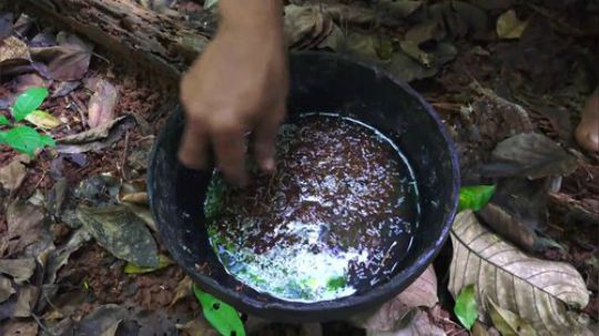 【荒野虫哥】树上的蚂蚁窝可是难得的蛋白质！