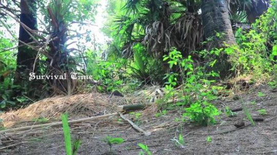【荒野美食】在原始森林里用弹弓狩猎鸽子，用竹筒制作竹筒蒸鸟。
