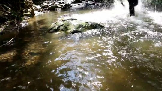 【荒野戏精】明明抓到的是竹叶青，最后烤的却是蜥蜴！