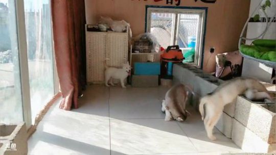 HHHISHHH发布了一个斗鱼视频2018-12-17