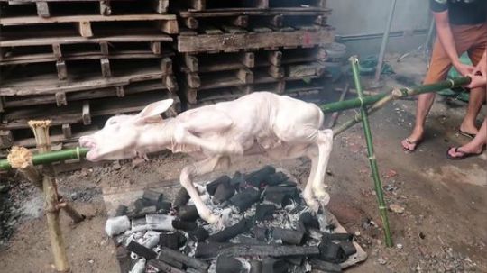 【越南美食】炭火烤全牛！