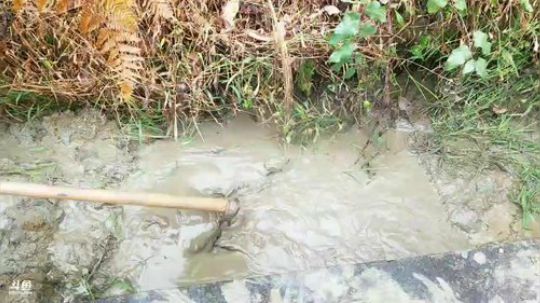 抓黄鳝泥鳅。 2018-12-21 12点场