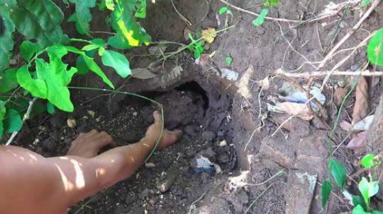 【荒野虫哥】~是虫子就不能放过~