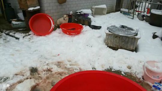 下雪了大家躁动起来。 2018-12-30 10点场