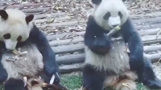 可爱可爱