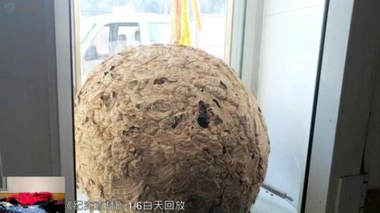 《纪实直播》冰雪奇缘 雪乡 Day6 2019-01-07 03点场