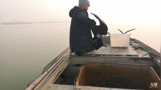 龙马精神之神笔马龙发布了一个斗鱼视频2019-01-08