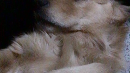 包子煤炭二狗子
