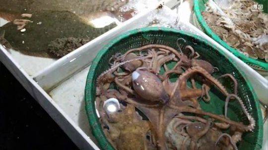 我本善良72发布了一个斗鱼视频2019-01-09